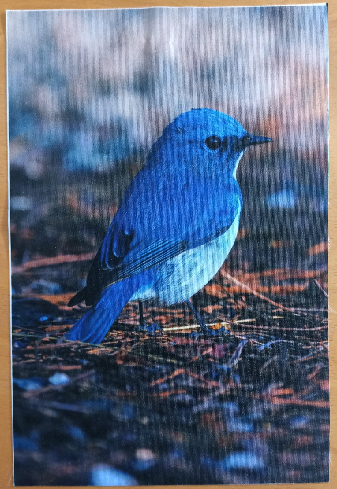 Kočárkovina PANEL 30x20 cm - Ptáček